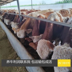 杂交牛出售 西门塔尔牛 西门塔尔肉牛 牛犊 来金畜牧