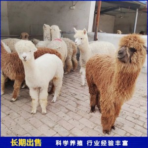 脱温繁育羊驼 成年观赏幼崽 农家养殖 温顺可爱 广鸿畜牧