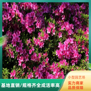 西洋杜鹃苗品质好 园林观赏花卉 工程绿化灌木 耐寒花卉苗木