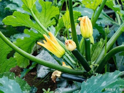 西葫芦结瓜期要合理摘叶疏花