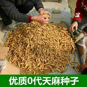天麻种植苗种子正宗野生天麻花苗0代种新鲜现挖高产室内室外菌种