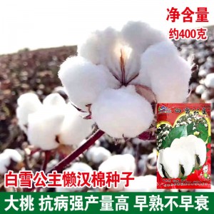 棉花种子种籽